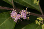 Chinese beautyberry